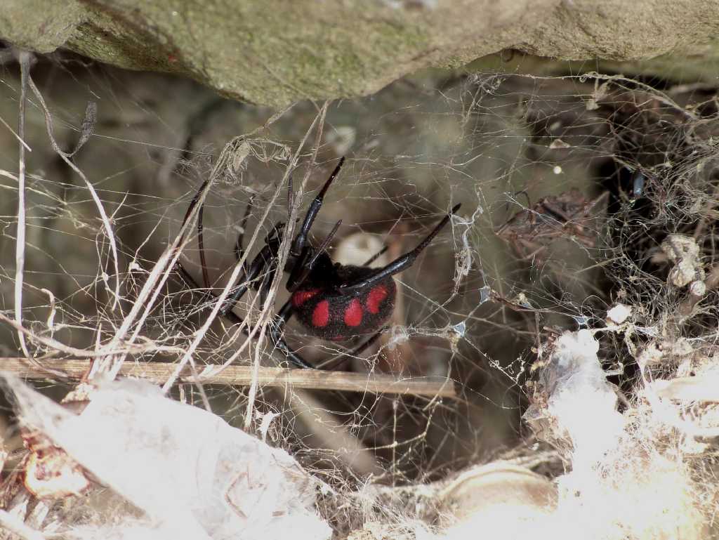 Latrodectus tredecimguttatus al naturale - Tolfa (RM)